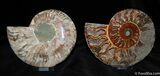 Beautiful Inch Split And Polished Ammonite #374-1